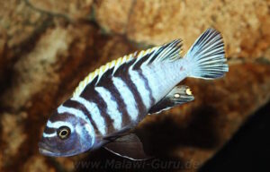 Cynotilapia Zebroides 'Chiwindi'